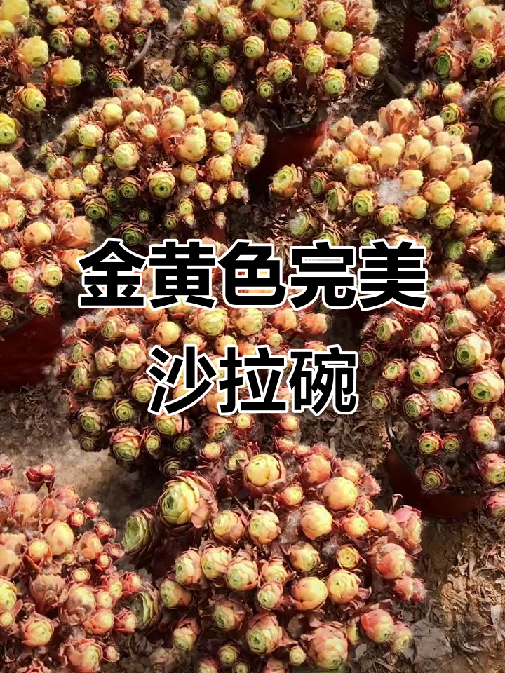 黄金沙拉碗，极致品相难得一见