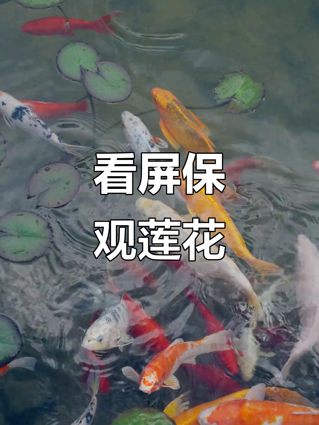 鱼戏莲叶间,屏保邀你共赏