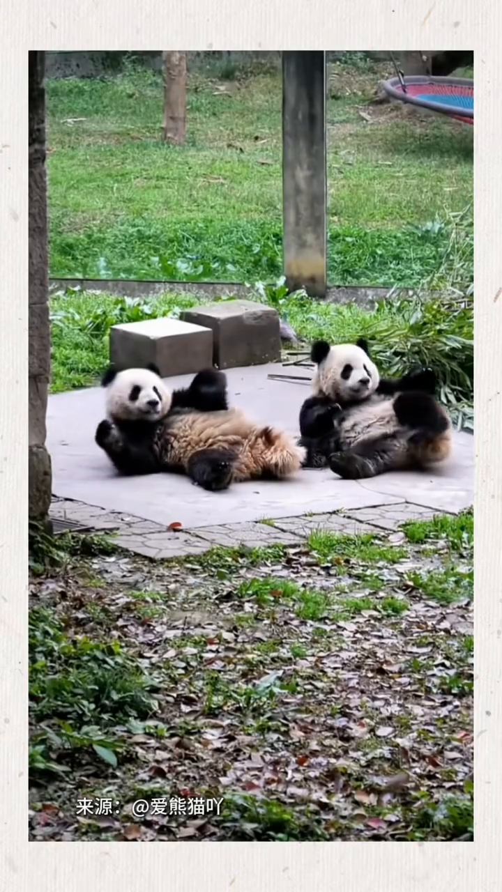 两只圆滚滚的小团子结伴玩耍，谁能拒绝熊猫双胞胎的可爱暴击！