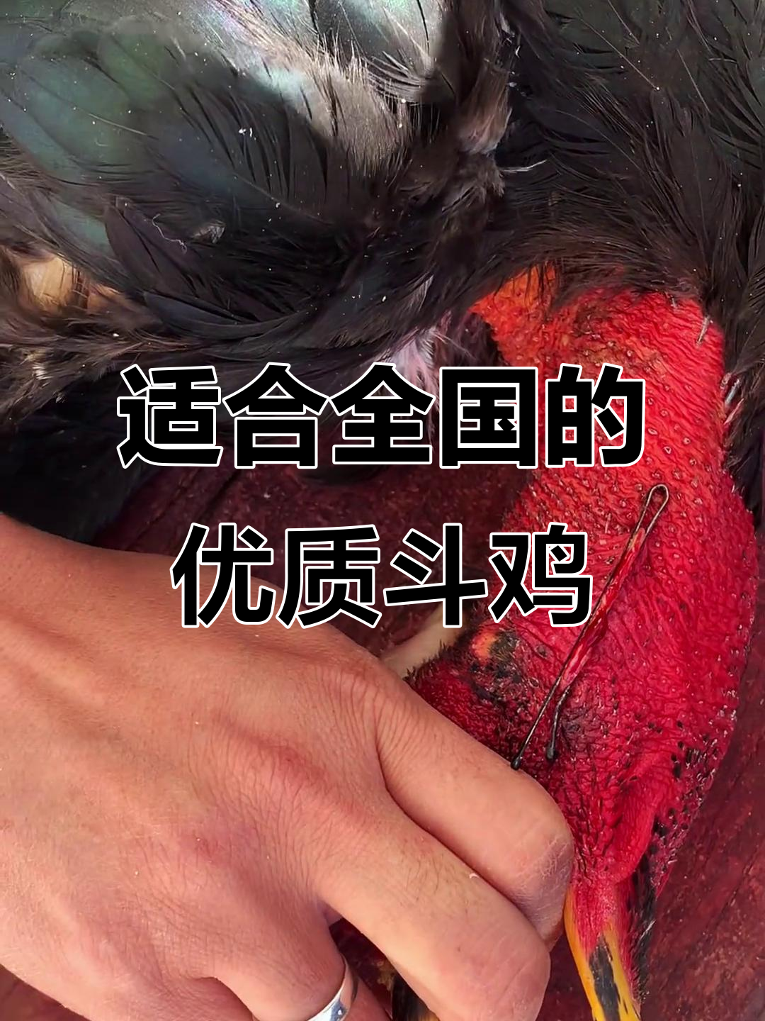 公鸡中的战斗机，全国各地适宜饲养的高质量斗鸡品种