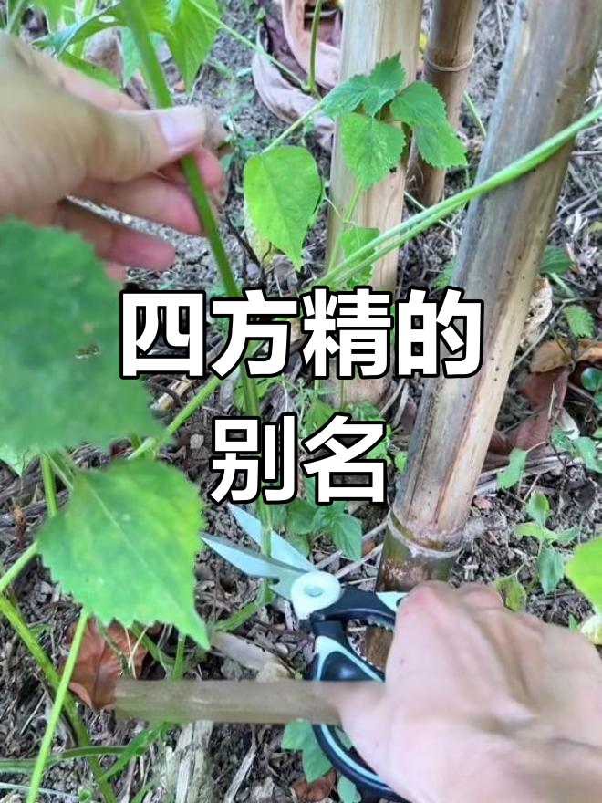 防风草:与紫苏相似的独特植物