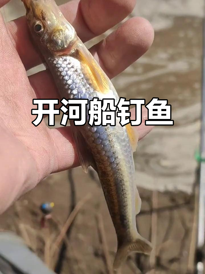 蚂蚁河开河船钉鱼,渔民捕捞技巧大揭秘