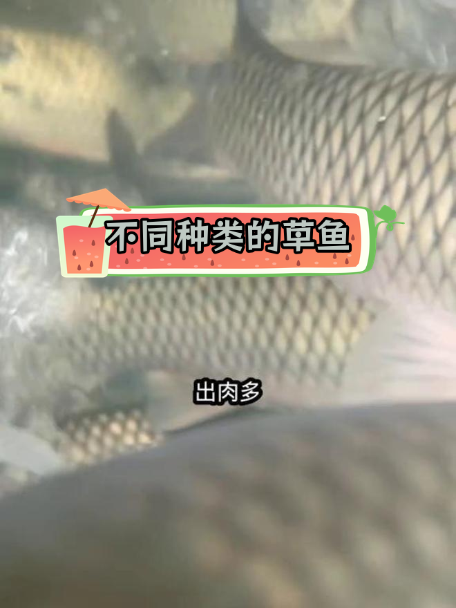 草鱼品种差异揭秘