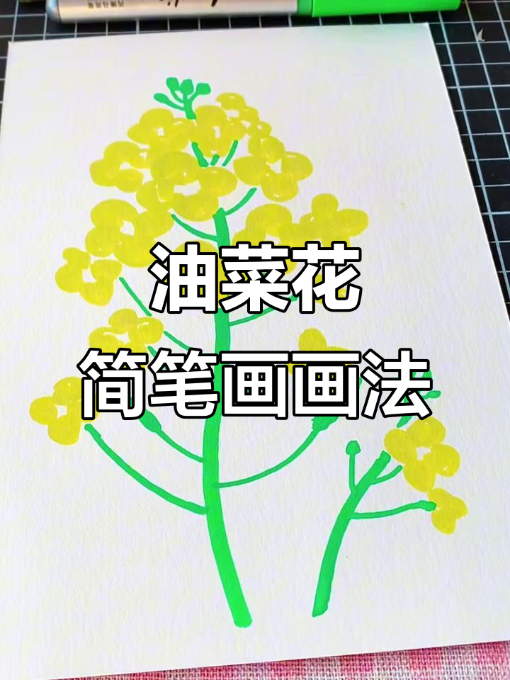 油菜花简笔画教程，轻松学会画可爱花朵