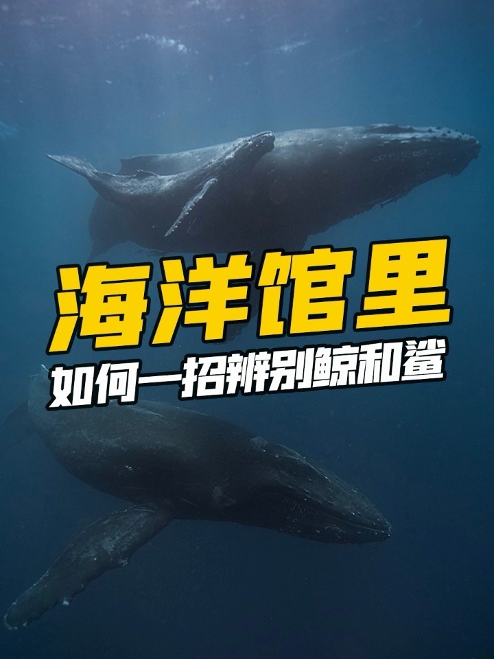 鲸鲨到底是鲸鱼还是鲨鱼?