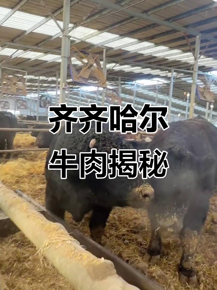 齐齐哈尔的牛肉秘密:丑牛也能做出美味雪花