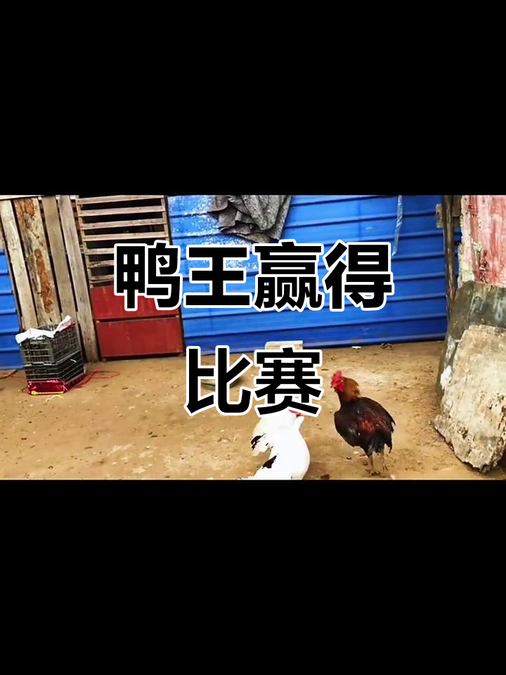 鸡鸭争霸赛:鸭王逆袭,姬王虽败犹荣