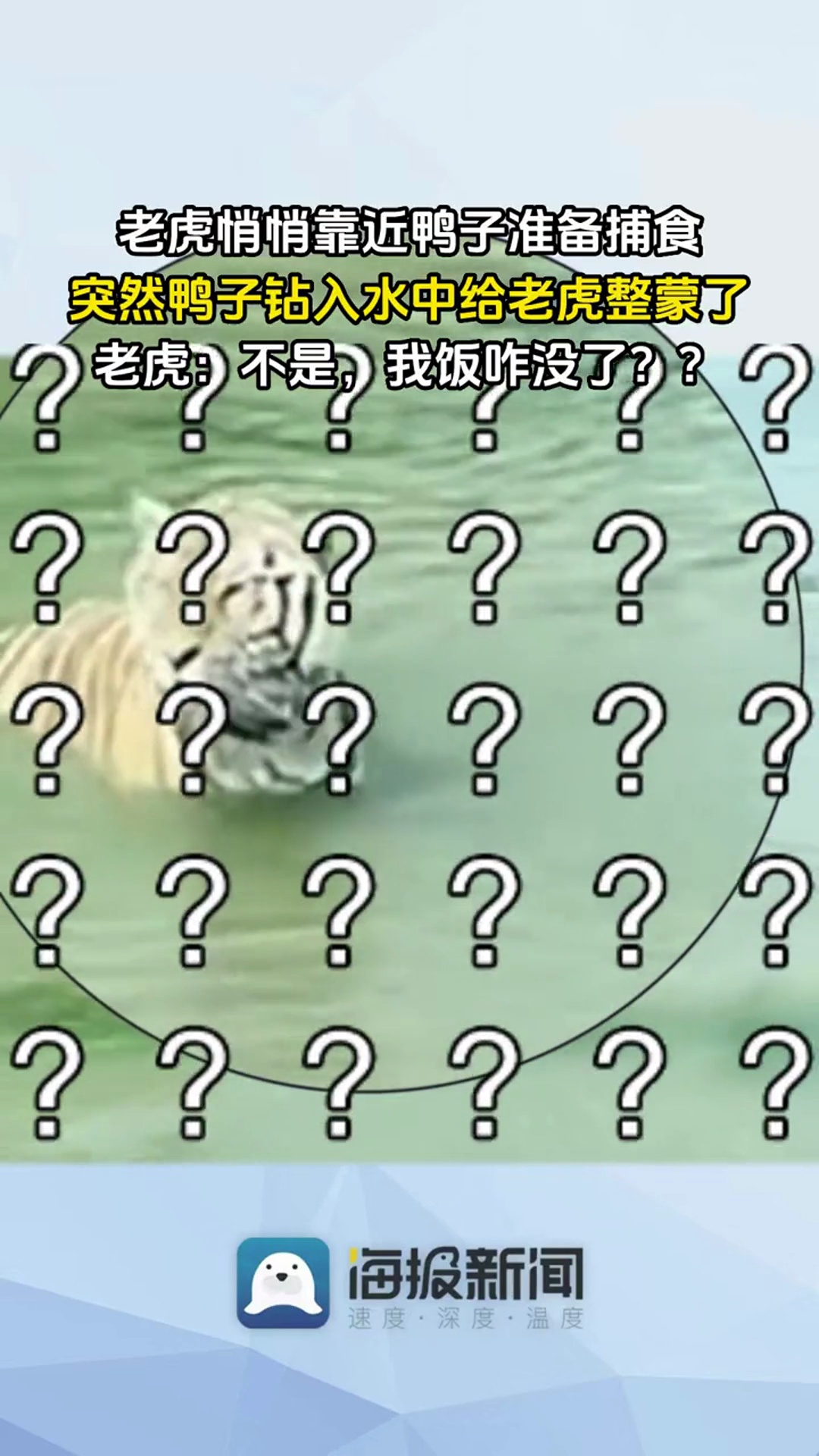 老虎悄悄靠近鸭子准备捕食,突然鸭子钻入水中给老虎整蒙了。老虎:不是,我饭咋没了?