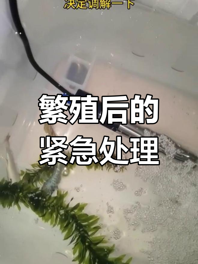 斗鱼产卵后,母鱼胸针脱落,赶紧捞走避免意外