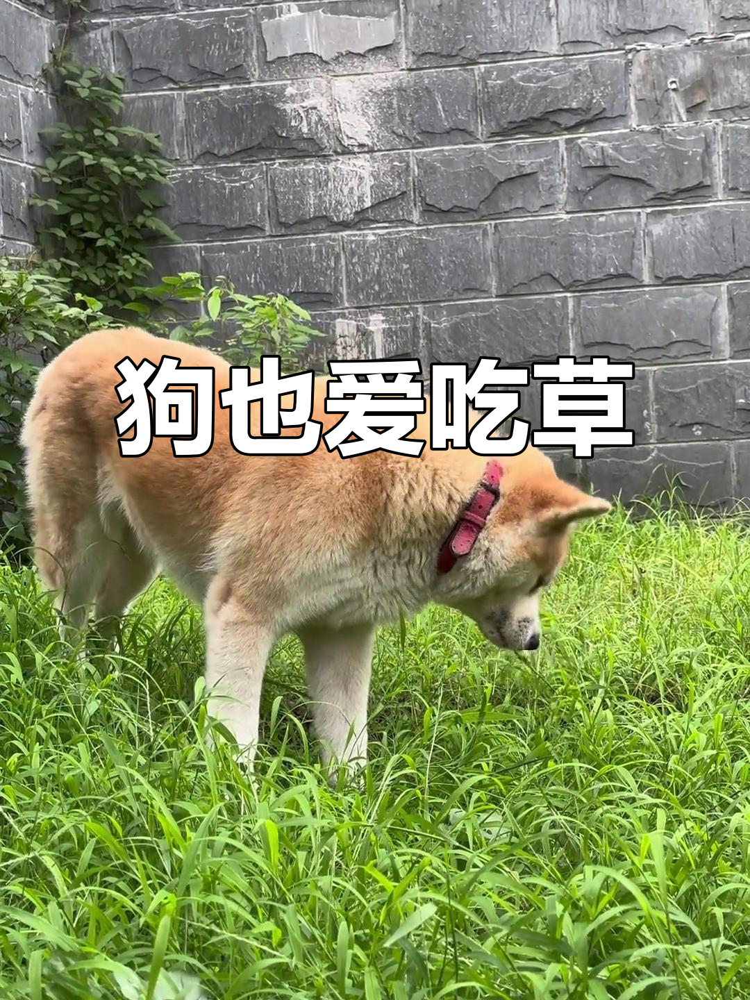 狗狗也能吃草,原来它们不是食肉动物