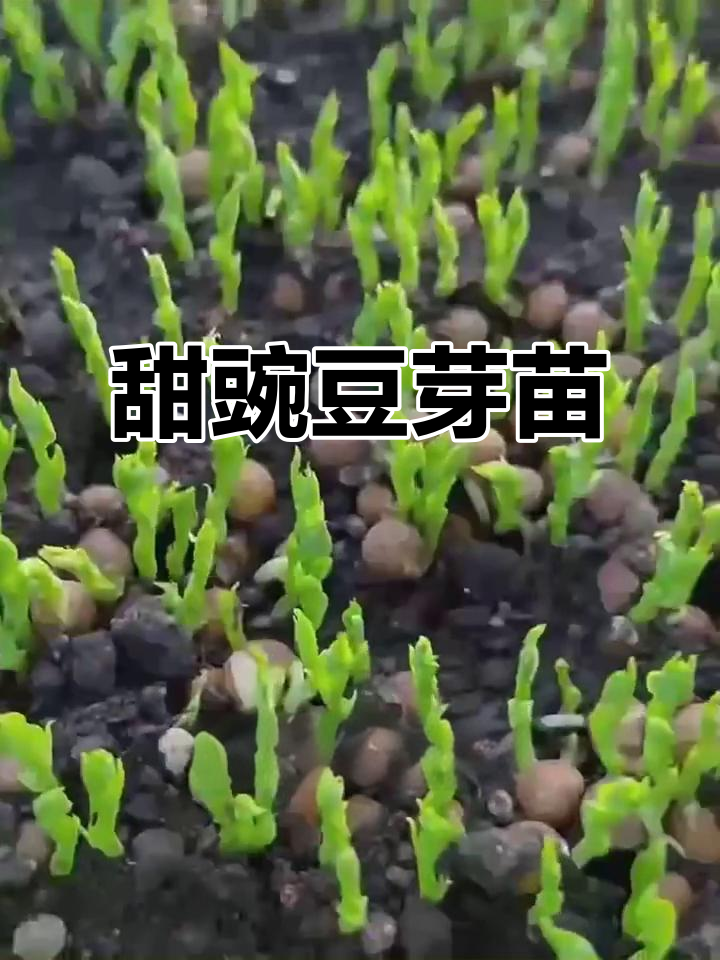四季种植,甜豌豆芽苗菜阳台盆栽,轻松栽培