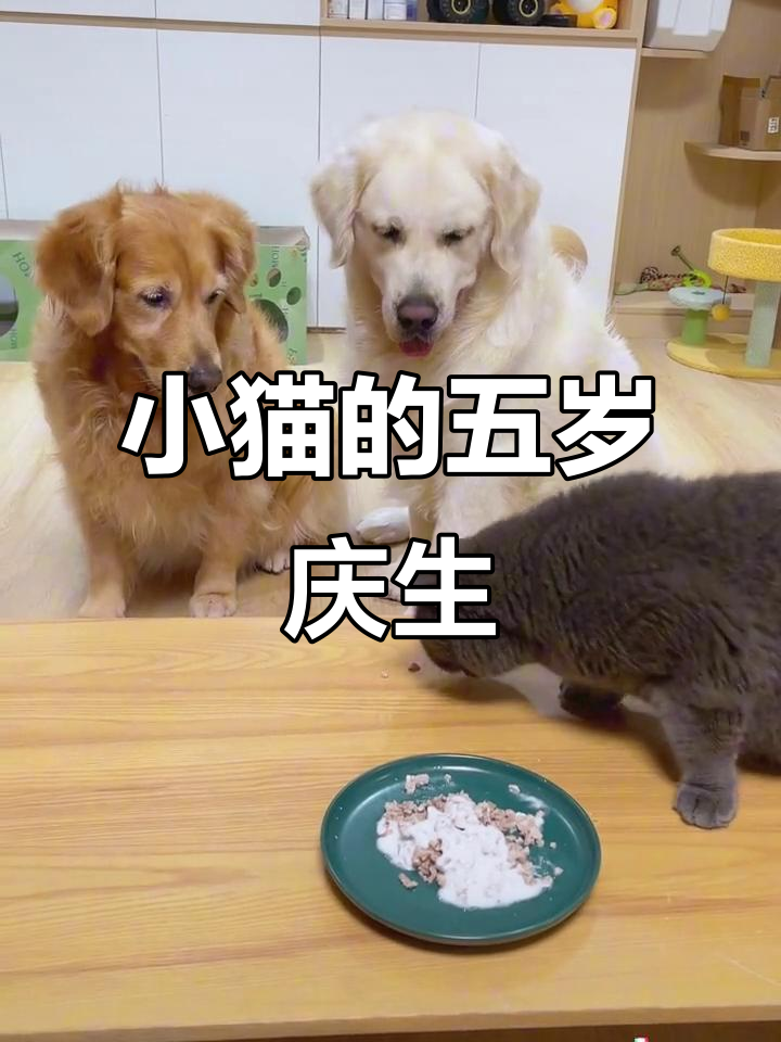 猫咪五岁生日惊喜,速层蛋糕来庆祝!