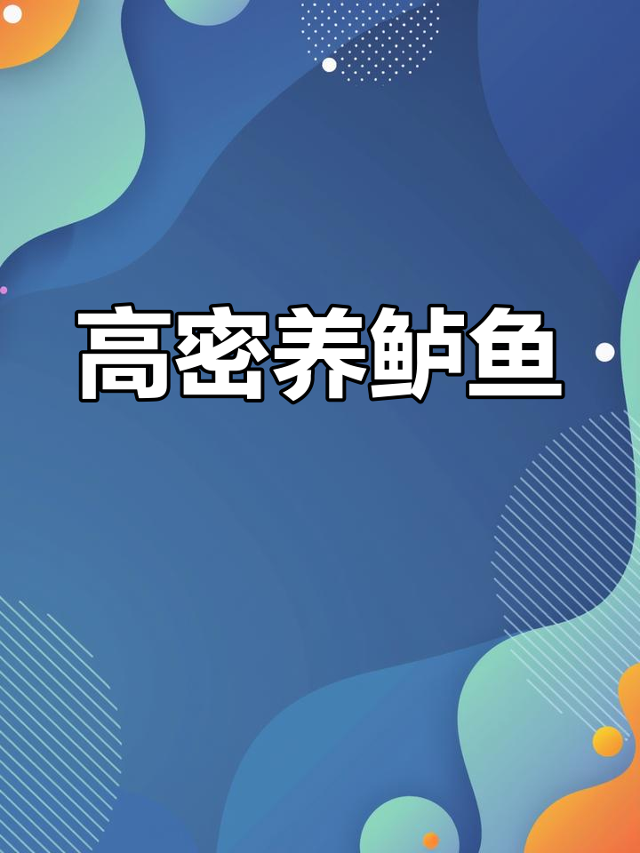 天然鲈鱼高密度养殖,即将出塘