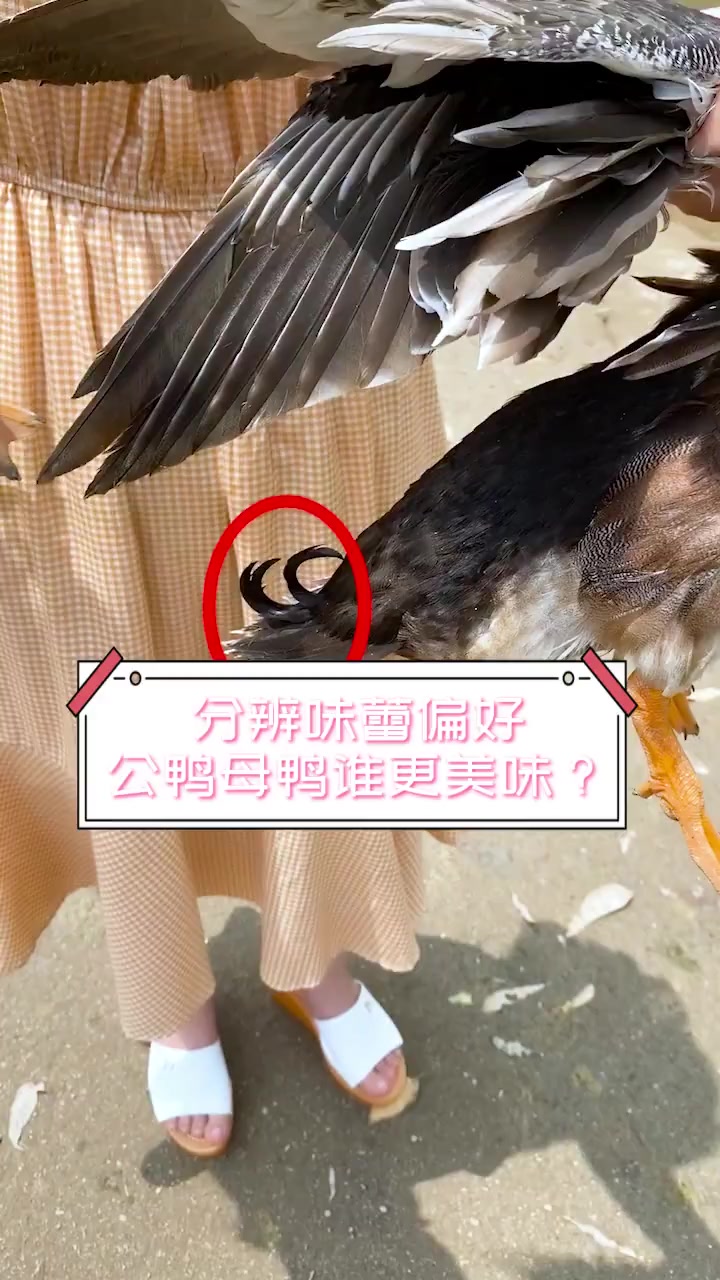 分辨味蕾偏好,公鸭母鸭谁更美味?