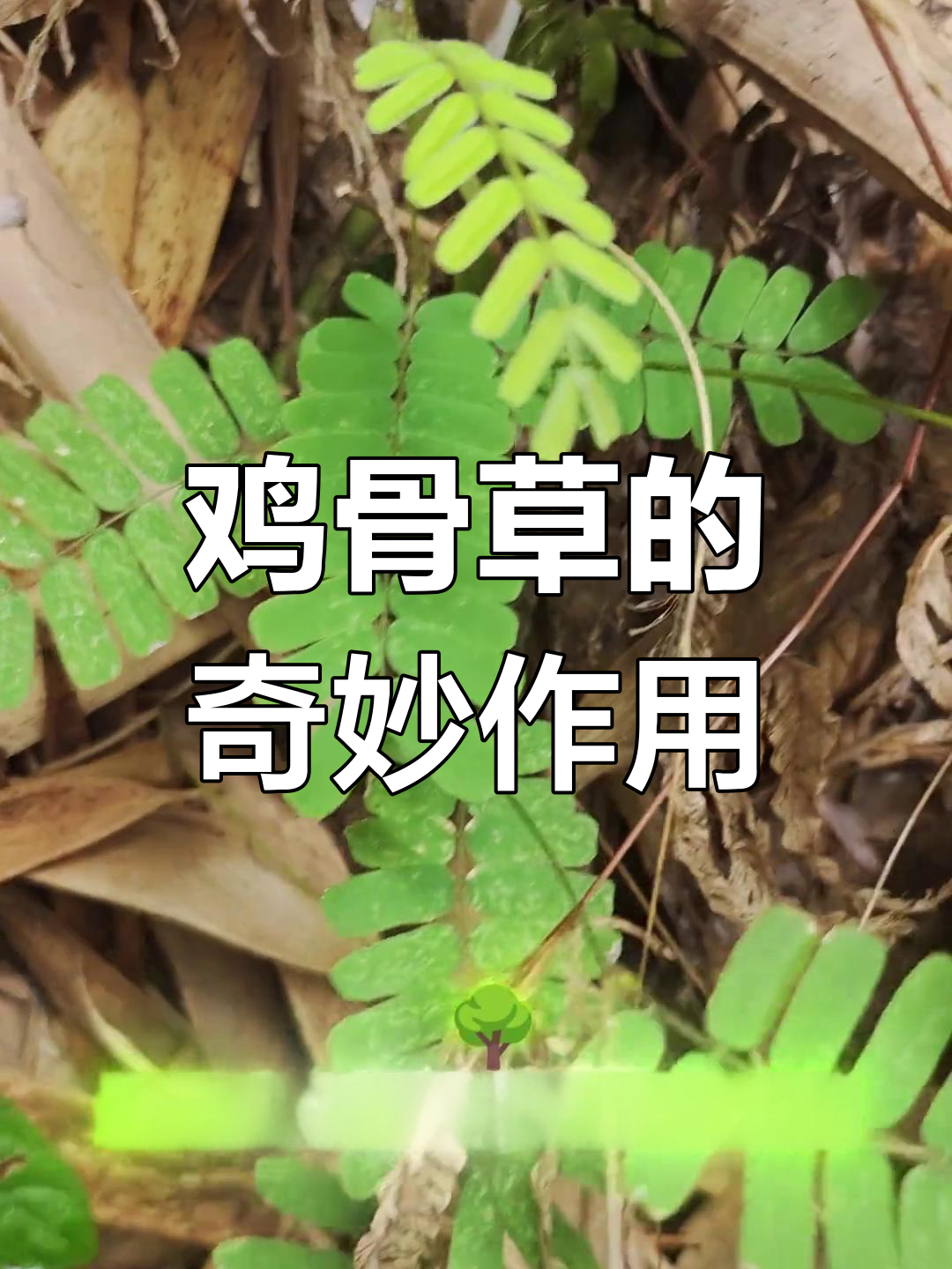 鸡骨草与相思藤:大自然的神奇馈赠,作用多多