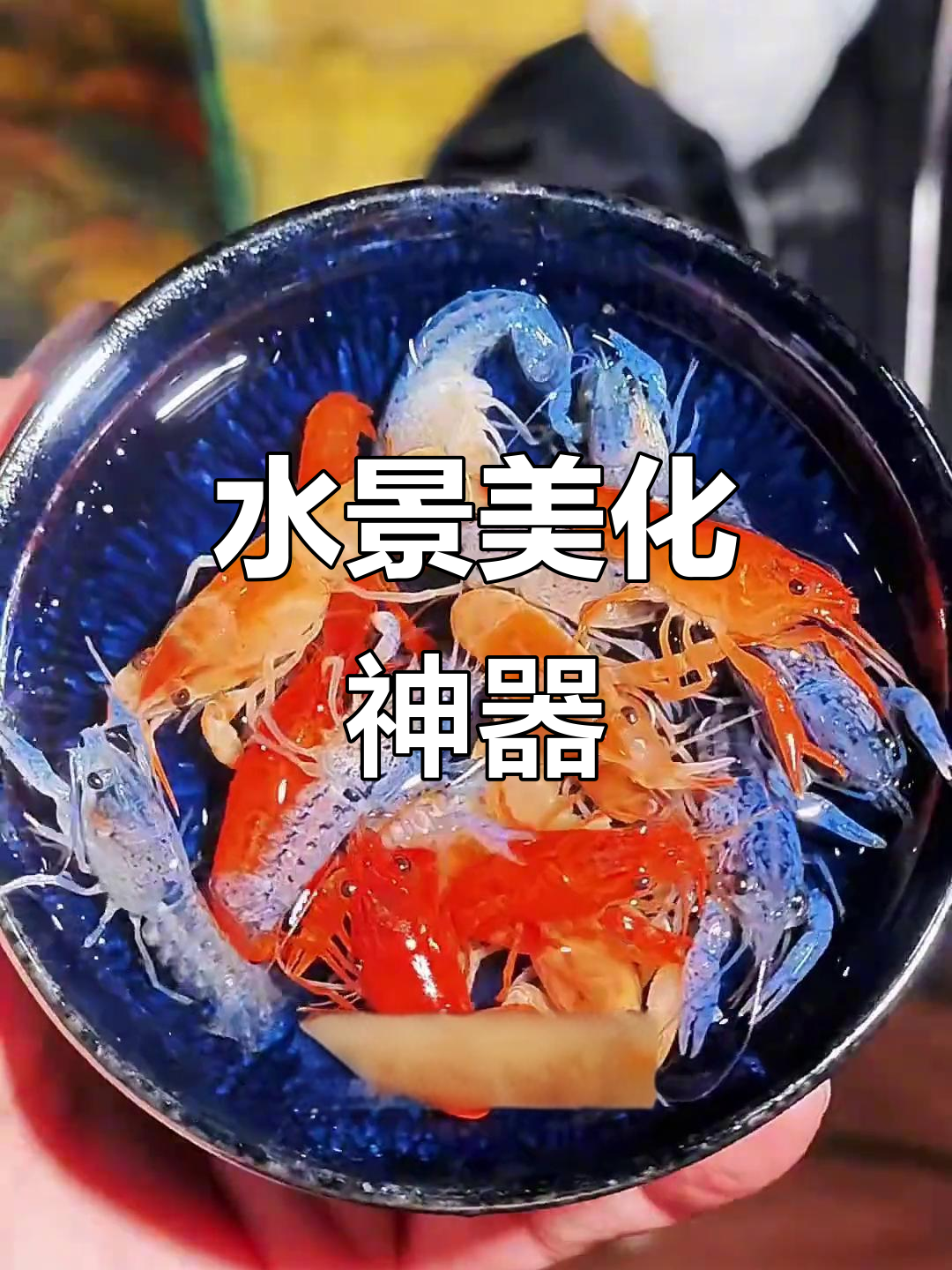 色彩斑斓的观赏虾,既美观又清洁水族箱,让景色更生动!