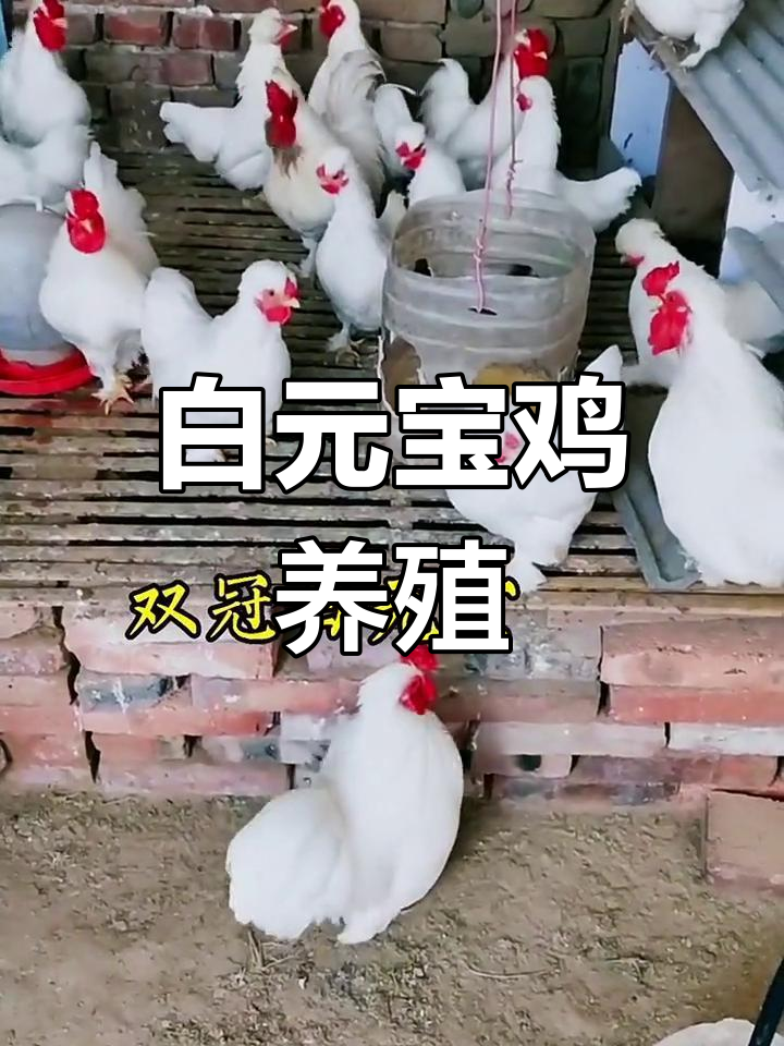 双冠白元宝鸡,苗种蛋全都有