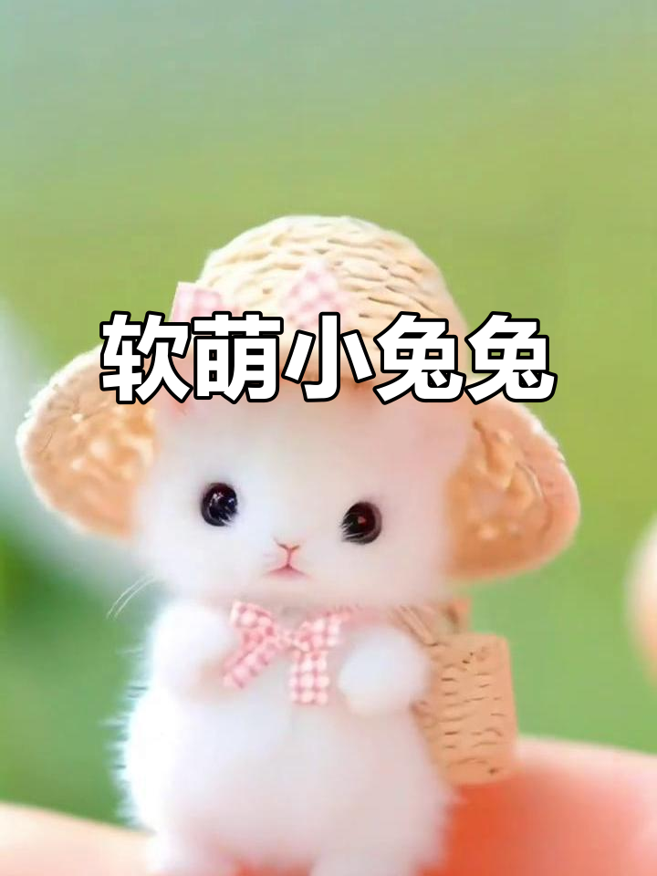 小兔兔不再可爱了吗?看看这呆萌头像,快乐每一天!