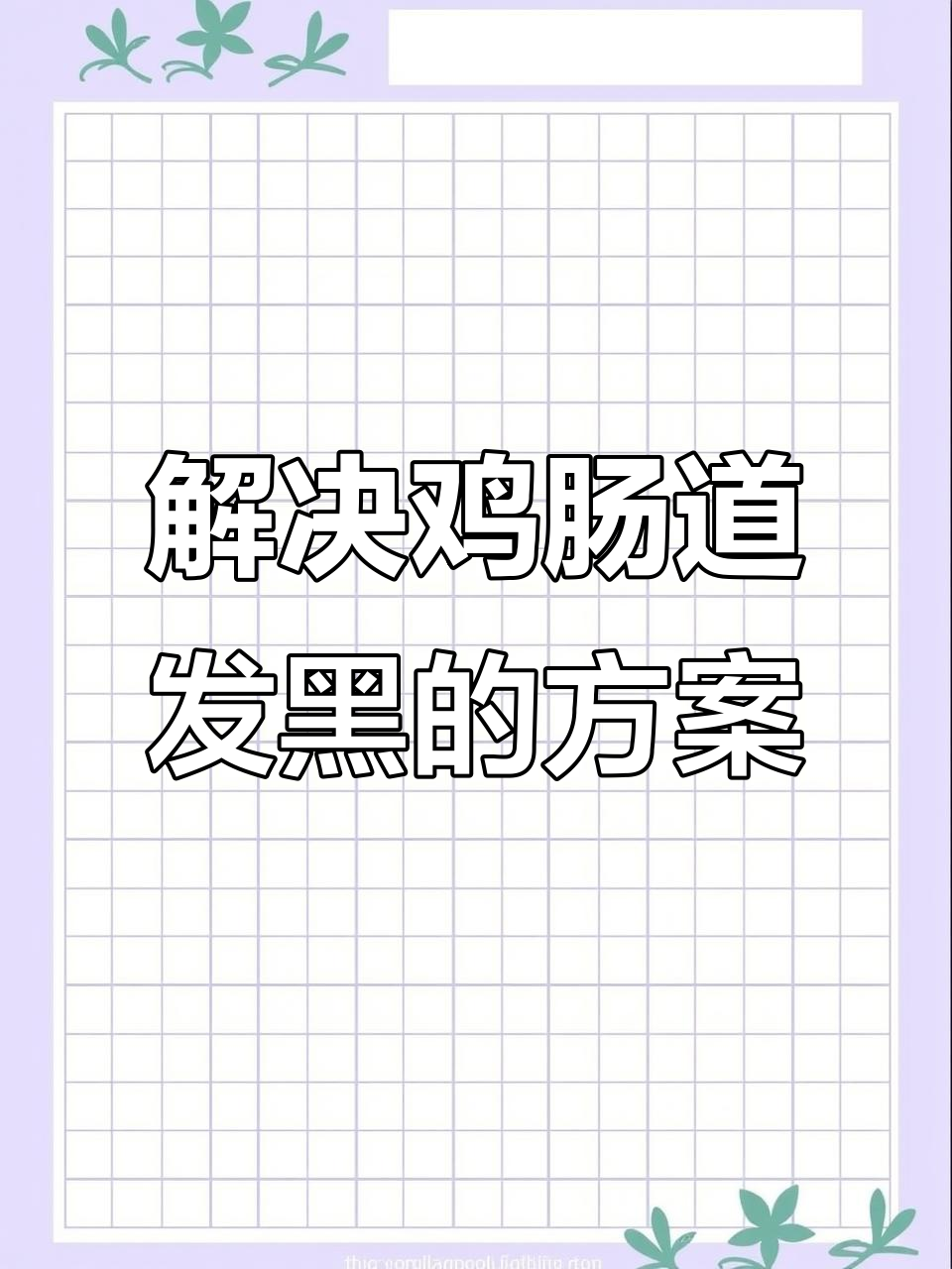 肠道发黑?如何应对球虫引起的坏死性肠炎
