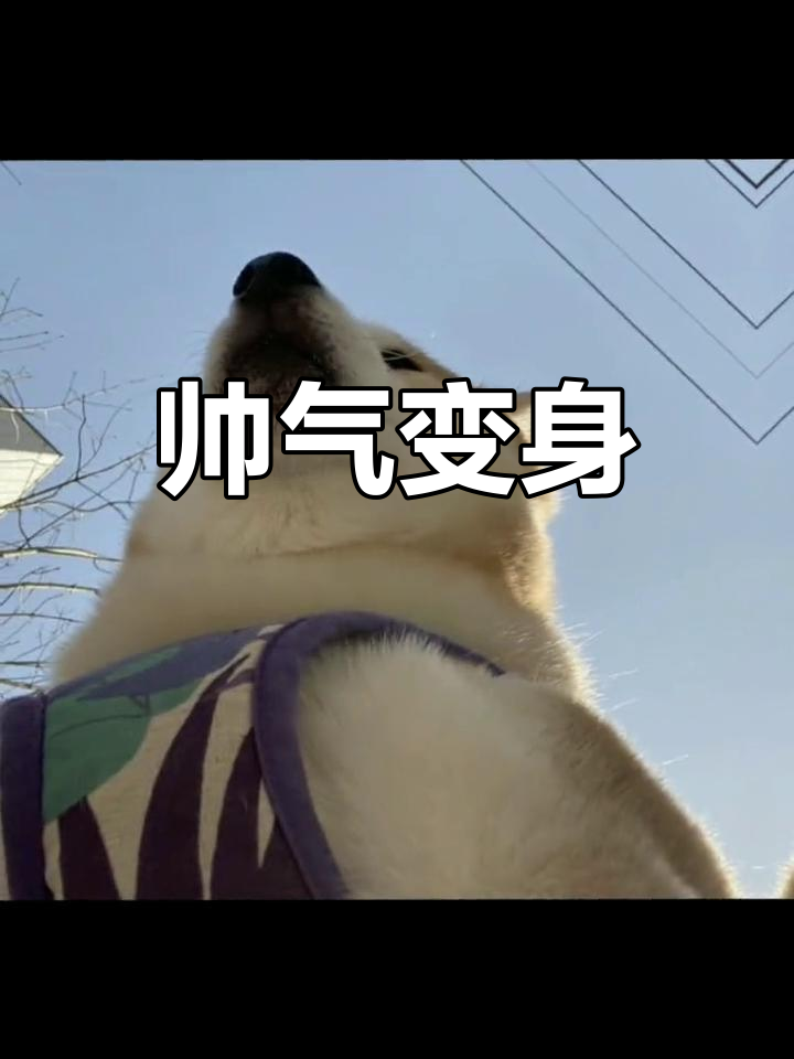 沙雕搞怪柴犬头像,目中无人
