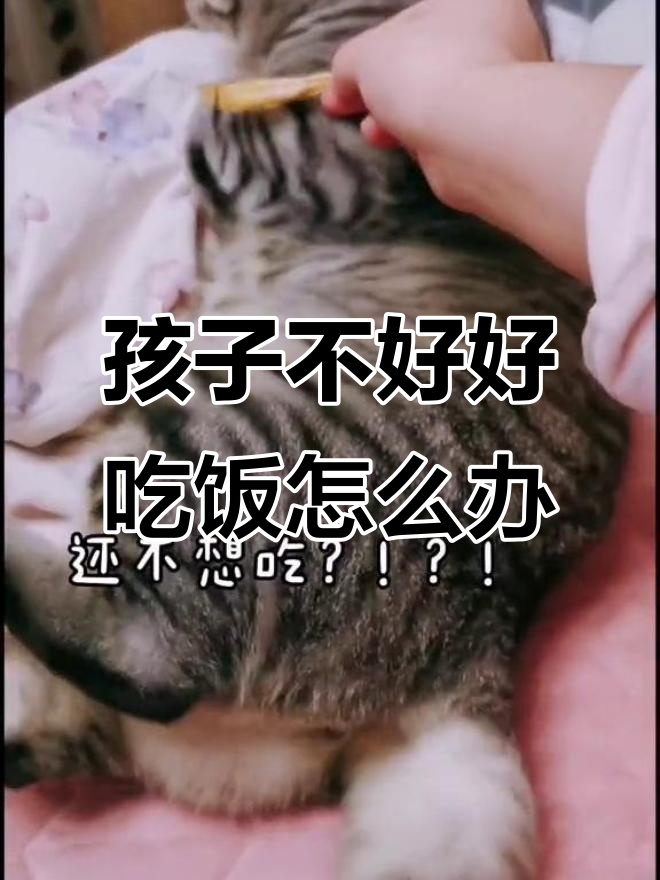 花花不吃薯片、小鱼干,怎么办?教你如何应对挑食猫咪