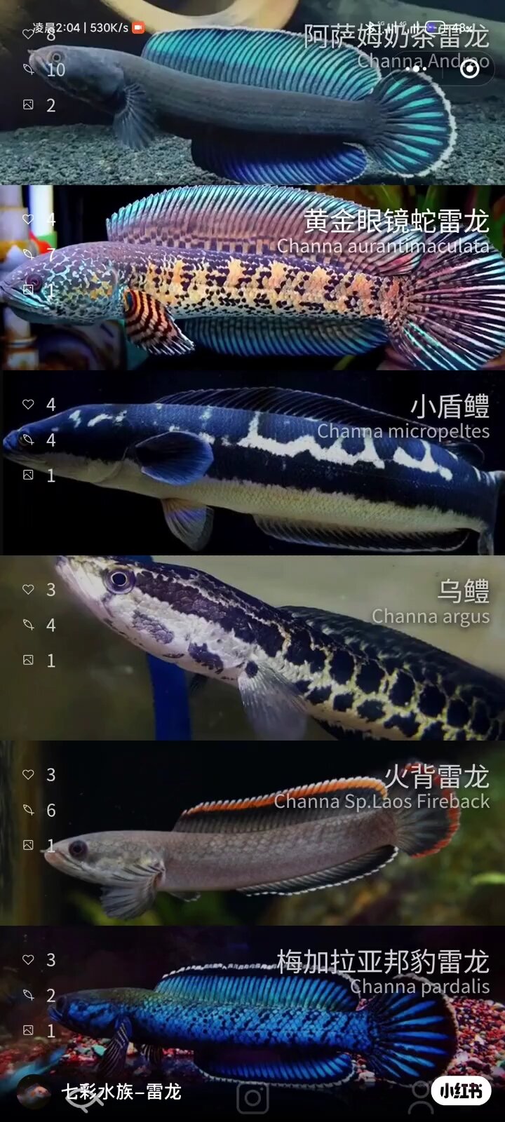 雷龙鱼品种