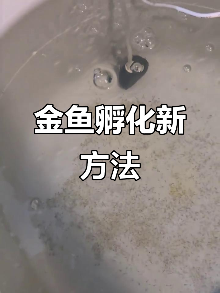 兰寿泰狮金鱼孵化技巧:浸盆法提高成功率