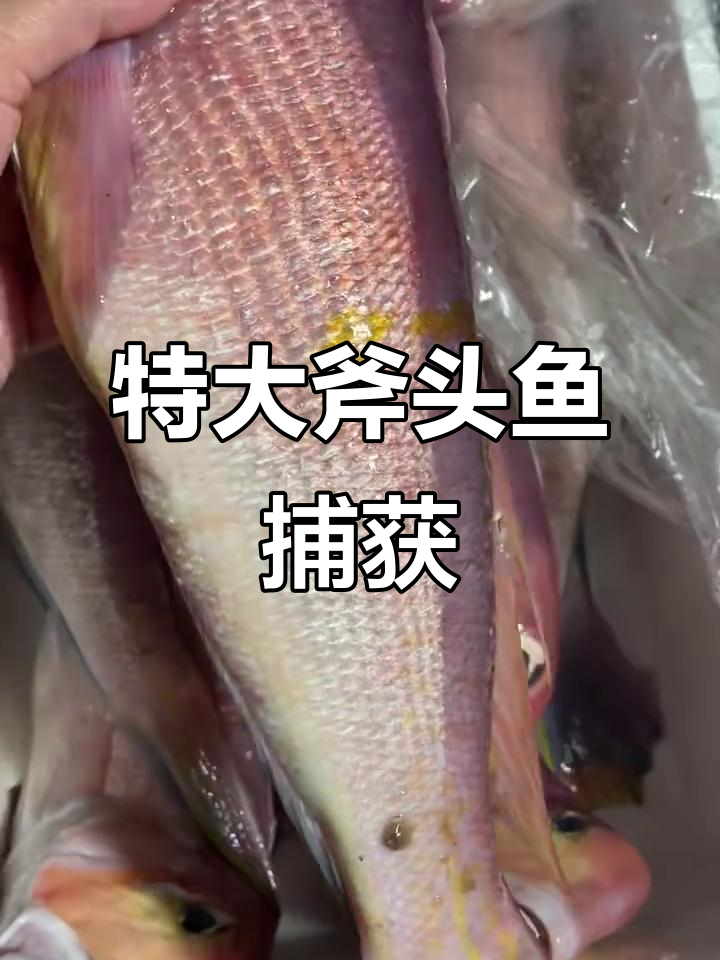 超大斧头鱼现身流网,眼睛明亮如宝石