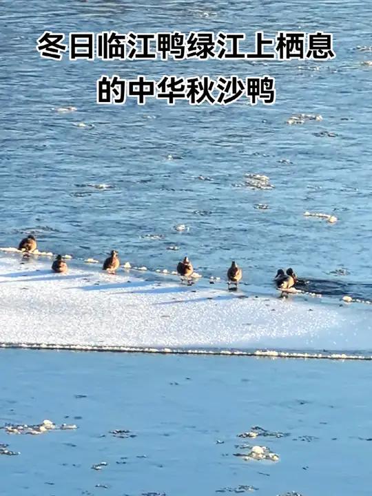 每到冬季,临江市的鸭绿江上就会有成群结队的野鸭子在这里嬉戏觅食,栖息过冬