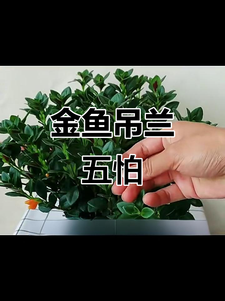 金鱼吊兰养护五大禁忌,避免烂根黄叶