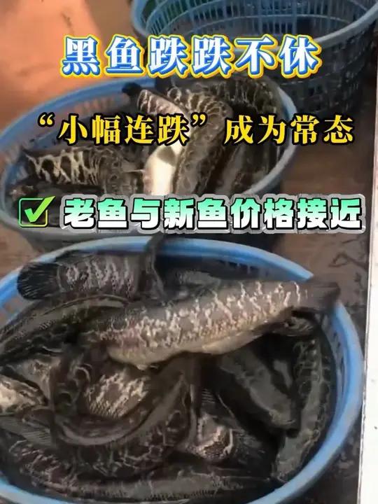 黑鱼价格 广东作为华南黑鱼核心产区,近期价格“小幅连跌”成为常态,“积少成多”的效应也让养