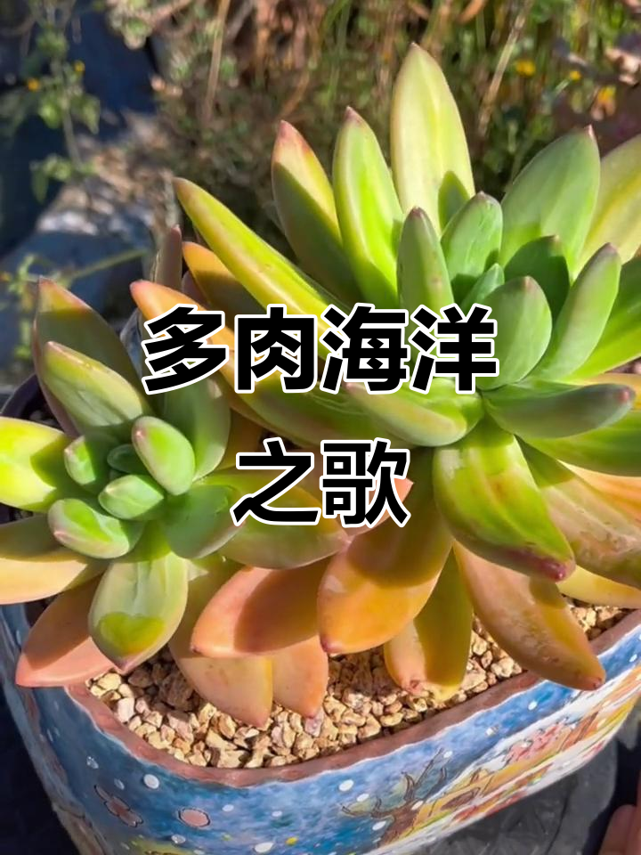 海洋之歌多肉:龙骨暗纹与芒果色美人戏肉的完美结合
