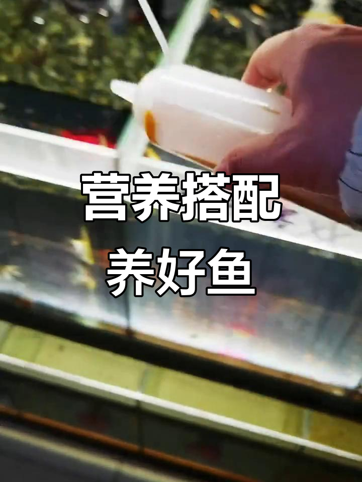 丰年虾与饲料搭配，让鱼更健康