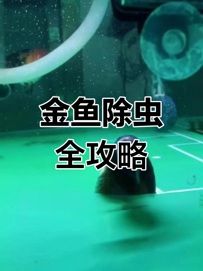 福州兰寿金鱼杀虫技巧,轻松去除体内寄生虫