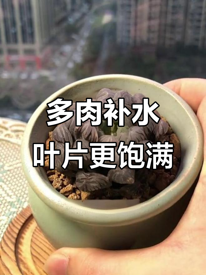 冰灯玉露喝水变圆润,春天补给让它焕发新生