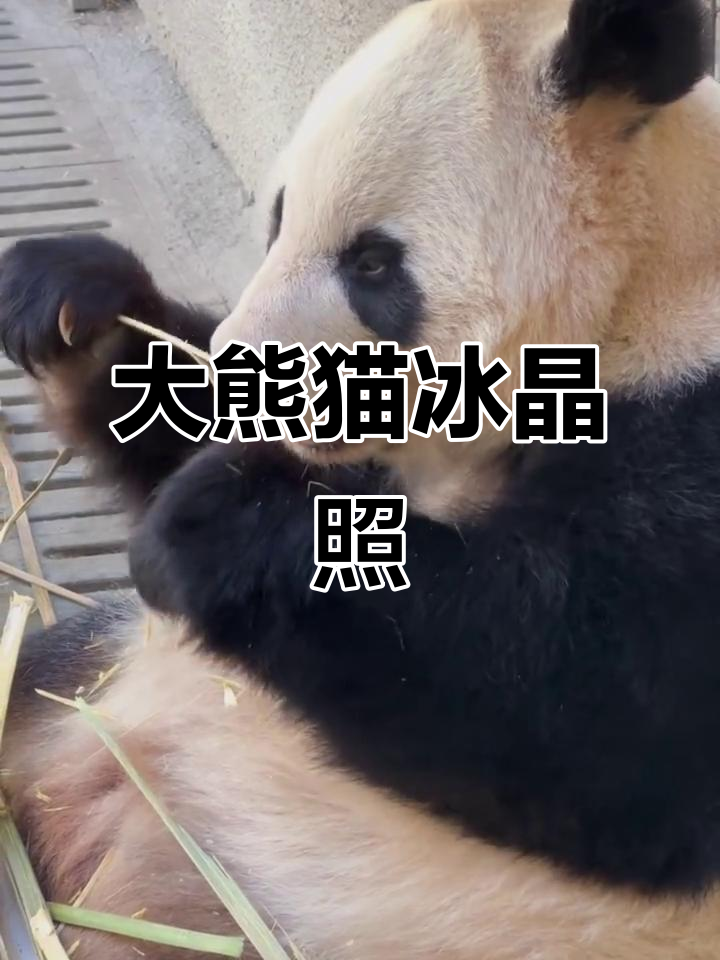大熊猫冰晶照片,超萌可爱!