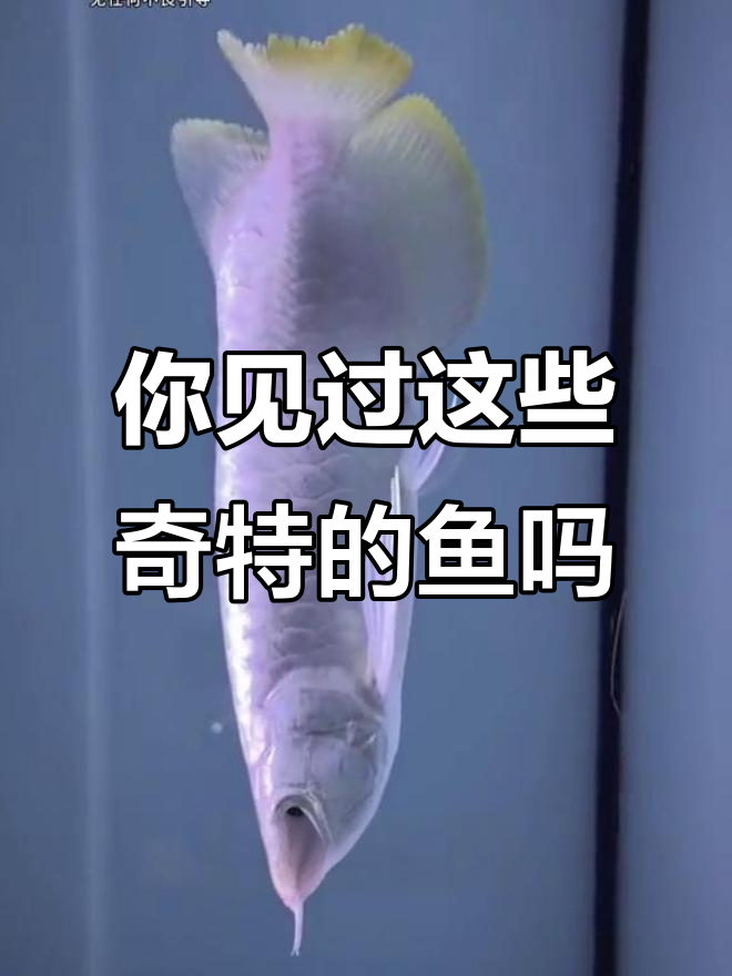 10种神奇观赏鱼,你绝对没见过的稀有品种