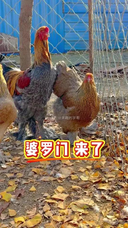 进口婆罗门鸡 他来了