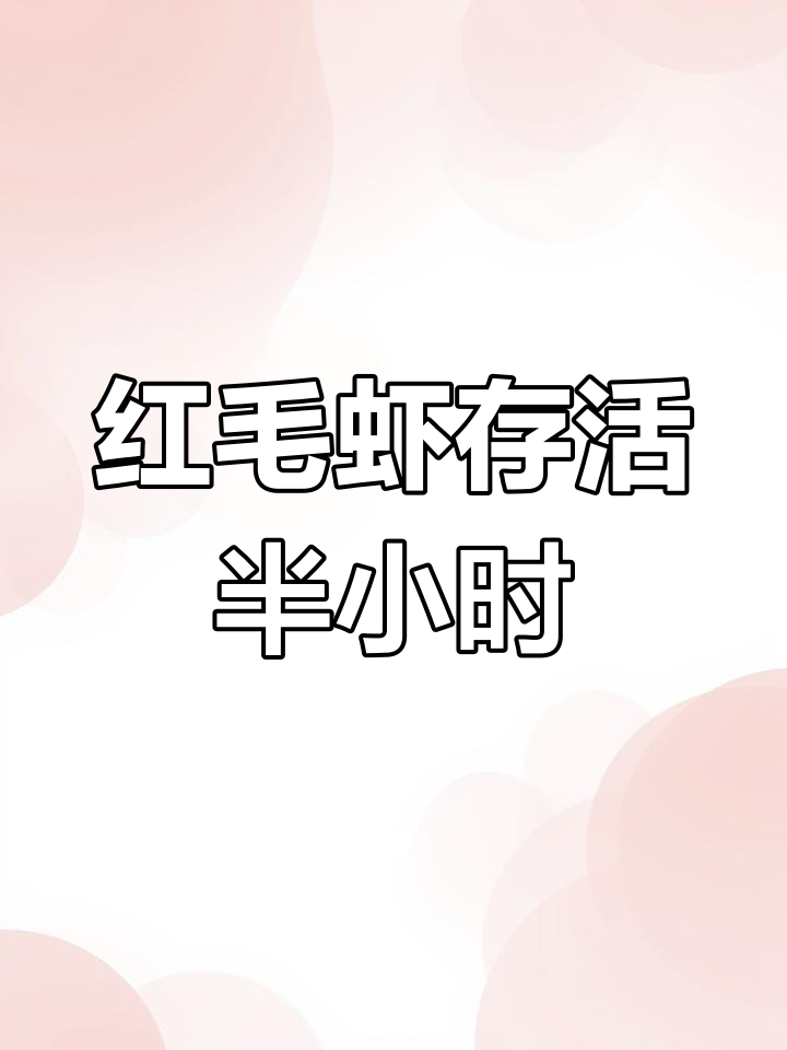 活红毛虾的短暂鲜美时光
