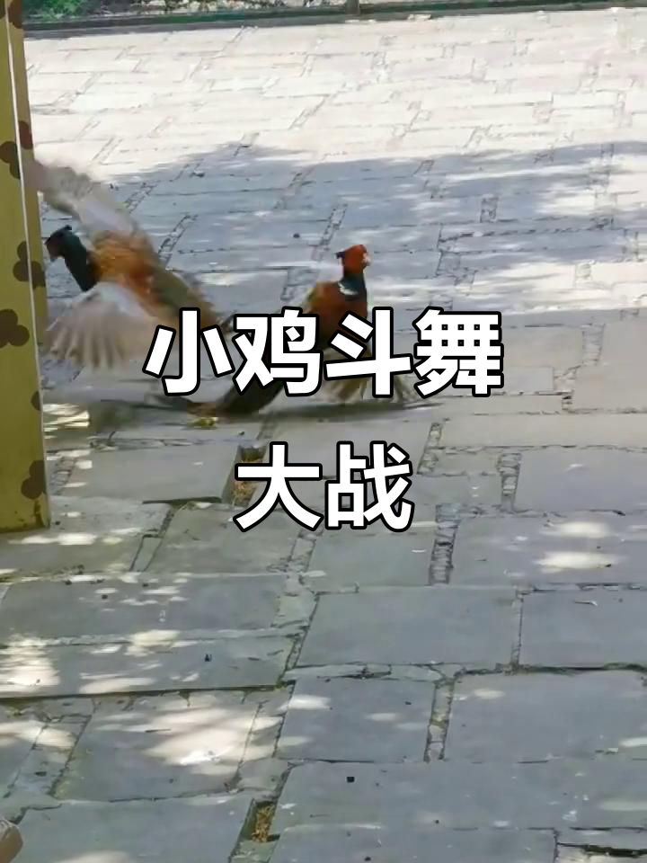 小鸡打架像跳舞,斗舞激烈超有趣