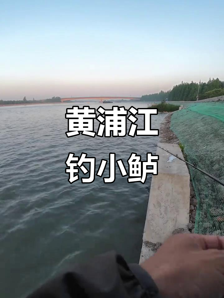 潮水涨退决定钓鱼位置,黄浦江边钓鲈鱼乐趣多