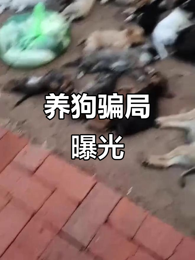 辽宁锦州朋友合作养狗,100只肉狗苗全军覆没!