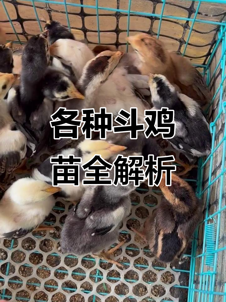 斗鸡苗品种大揭秘,中原系列、土创系列一应俱全