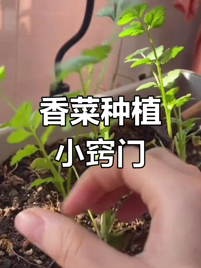 在家种香菜,轻松搞定!掌握技巧,快速生长不愁收成
