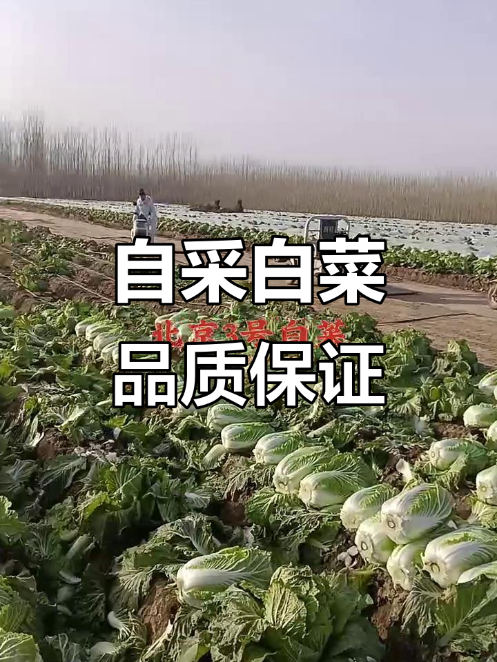 本地白菜丰收,农民自采自装车,质量上乘不容错过