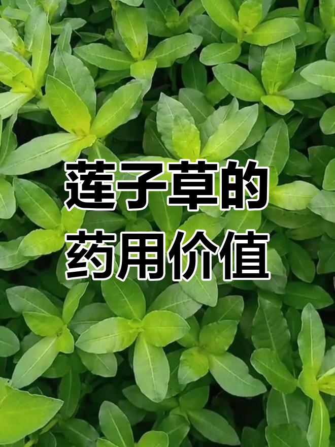莲子草:夏秋采收,功效多样