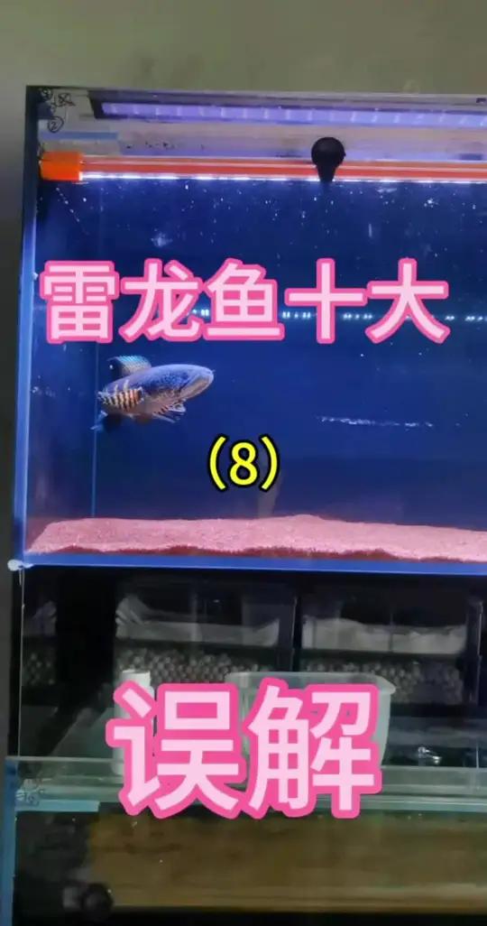 雷龙鱼十大误解之黄金眼镜蛇雷龙寿命 雷龙鱼 黄金眼镜蛇雷龙 观赏鱼