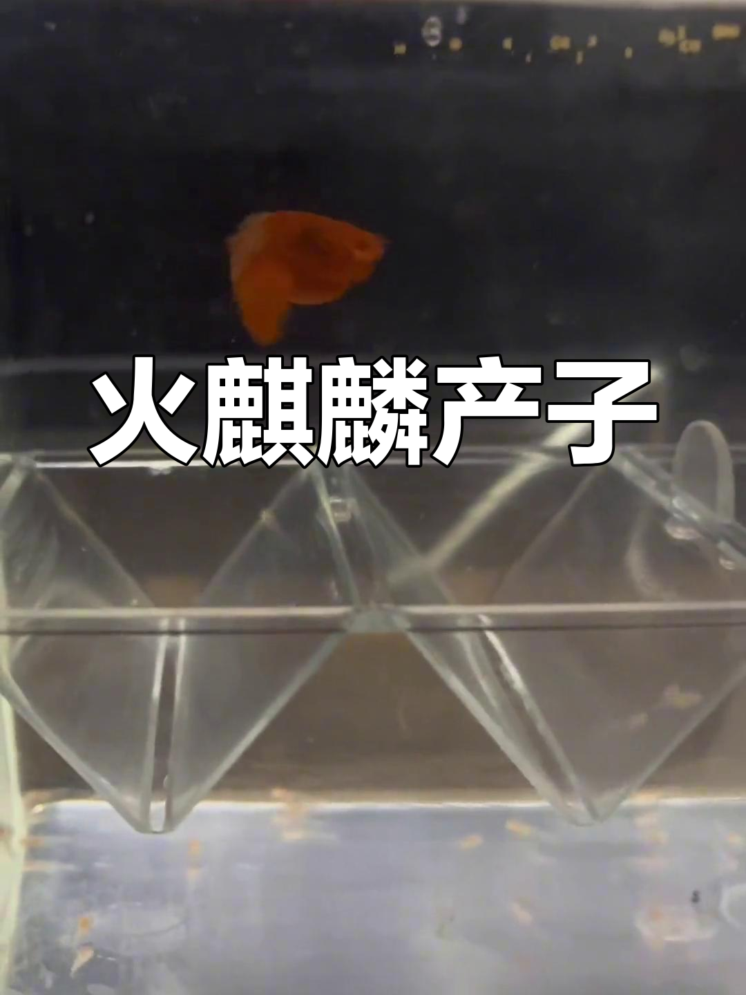 火麒麟生鱼宝宝,月子期照顾要细心