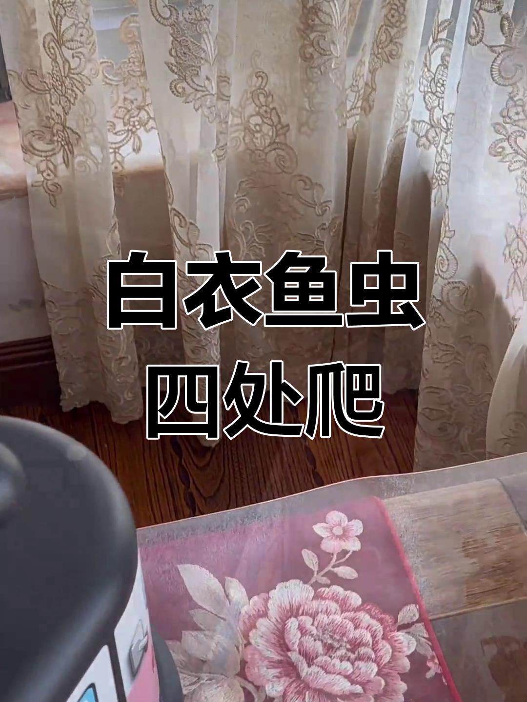白色衣鱼虫爬窗帘,鞋柜里也发现踪迹