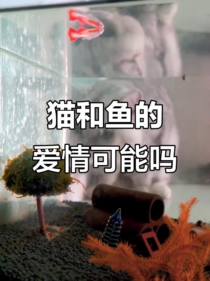 猫咪与鱼的“爱情”故事:她能否打破命运的枷锁?